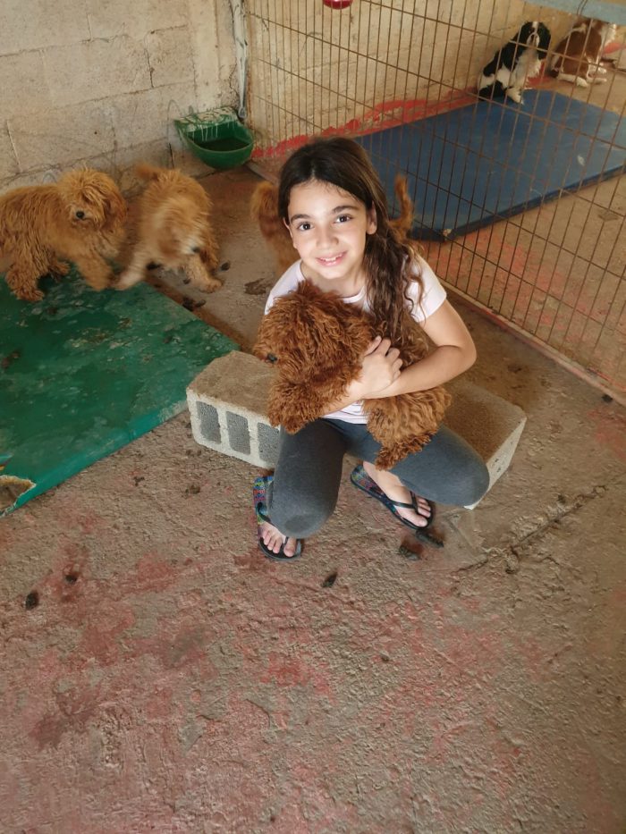 פודל למכירה
